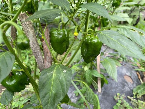 山のミネラルたっぷり野菜セットSサイズ1～2人用