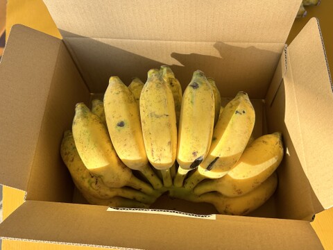 もちっと　とろける甘さ！　アップルバナナ　1㎏