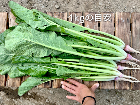 (80)信州産 [レシピ付] 手軽に楽しめる野沢菜漬け