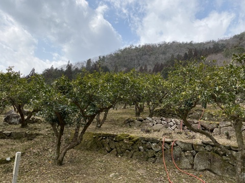 【お急ぎください！今週末最終収穫出荷予定！】
【清流育ち】青柚子(1kg 10個前後から/2025.10出荷予定）柚子胡椒、柚子シロップに最適！