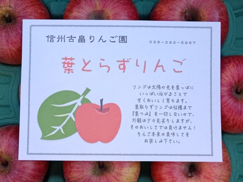 信州産葉とらずサンふじ3kg8〜11個入り　贈り物にもご家庭用にもおすすめ