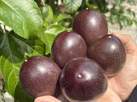 さわやかな酸味と甘味のハーモニーでトロピカル気分♪うるま市石川育ちのパッションフルーツ（贈答用・2㎏箱　満杯詰め）※重量は約2㎏となります。