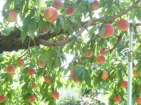 特大サイズの桃！「なつっこ」 約5kg【夏ギフト】【クール便】