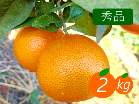 【秀品】プリンセス 2kg 最強コラボの新品種(まどんな×甘平)☆高級柑橘♫愛媛みかん！