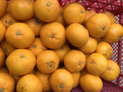 【ご家庭用】静岡県産　甘夏3.5kg　さっぱり！ジューシー！Sサイズ以上（肥料不使用）