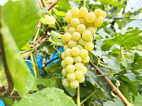 独特の甘い香り！岡山県産ヒムロットシードレス（約1kg、3～4房）