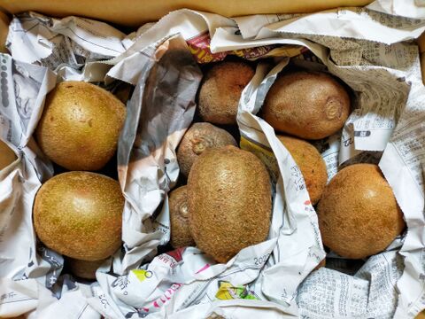 【食べ比べ】青森県産キウイ3種セット 3kg