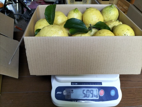 【訳あり】広島県産「これが夏レモン」《約18〜20個入》4kg以上