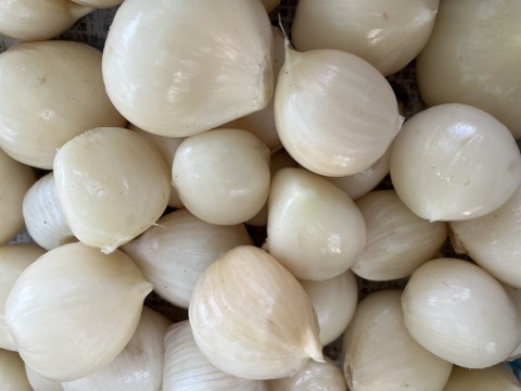 バラ 生にんにく (3kg) 掘りたて