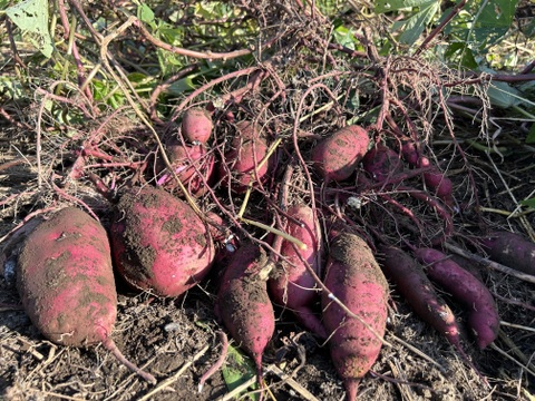 [埼玉寄居発] あま〜い さつまいも紅はるか2kg