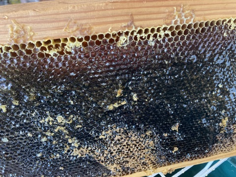 初秋のハチミツさん　450g