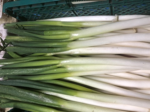 【訳アリ】＊秋田県産秋冬ねぎ＊  5㎏