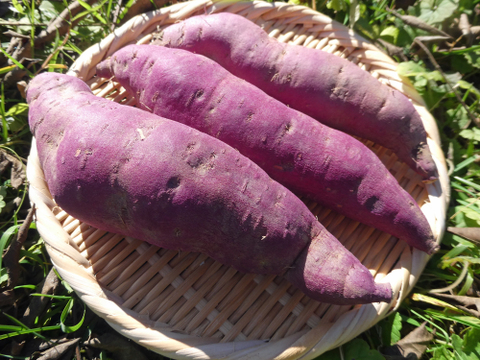 甘味とコクの紅はるか（さつまいも）1.8kg　１ヵ月以上熟成済