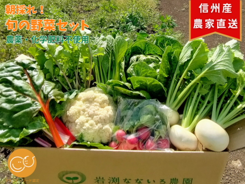 【農薬・化学肥料不使用☆】朝採れ新鮮野菜を信州の高原よりお届け！！旬の野菜セット７種（レギュラー）