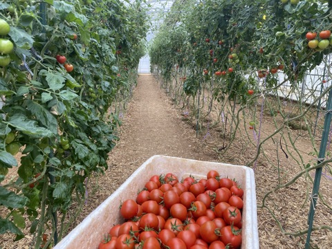 【お試し割中】艶り！ジューシー♥レッドオーレトマト🍅1kg