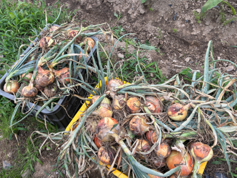 【ラスト2箱！訳あり小粒！】甘み濃厚の伝統固定種！『奥州タマネギ』(5kg)