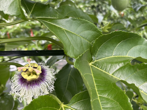 お試し小ロット！パッションフルーツ　6個入り