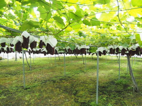 【朝どれ】予約開始！！ご家庭用に★訳あり完熟ぶどうデラウェア、ジャム・スムージーなどにも❗