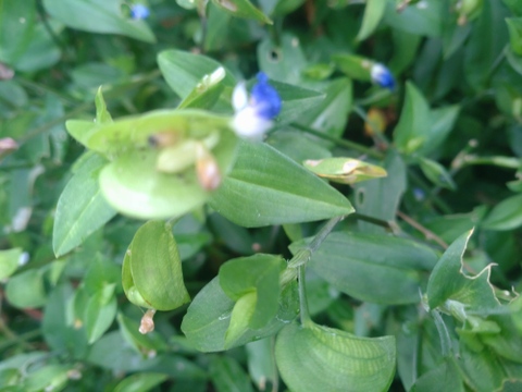 ツユクサ 露草 つゆ草🌿穂先の柔かな部分3cmほどを50本以上🌿アクもなくシャキシャキ食べれます👌☆自然栽培