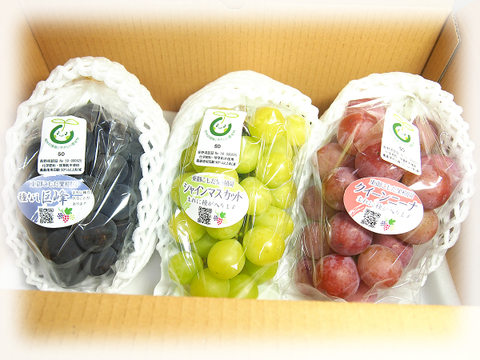 厳選大房約400g・種無しぶどう3色3房ギフト※信州の環境にやさしい農産物（長野県認証）食べ比べ