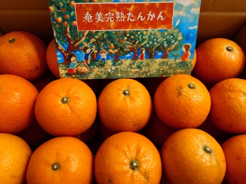 【2月限定】光センサー選果機で厳選！奄美完熟たんかん5kg