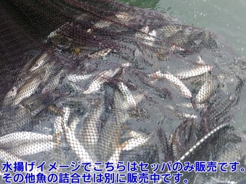 セッパ（スズキの幼魚）🐡生出荷 ８ｋｇ（約44匹 ）鮮魚セット 長さ平均約26cm🌟重さ平均約180g 焼き魚に水揚げ当日に出荷 BBQで牡蠣🦪と一緒に焼き魚 生食も可能刺身も出来ます