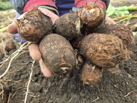 数量限定！元気いっぱい有機栽培の里芋　1kg