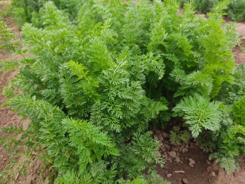 🥬甘み×香り！絹さやエンドウ約80g＆葉ニンジン約400gセット｜炒めて絶品副菜｜農薬・化成肥料不使用🥬