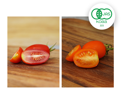 有機ミックスミニトマト【赤・オレンジミックス１㎏】