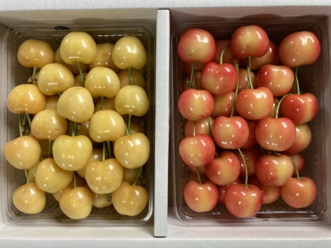 先行予約❗️山形県産🍒さくらんぼ月山錦&寿錦🍒特秀3Lサイズ　1キロ 500gパックバラ×2