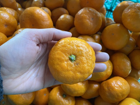 【訳アリ】"完熟貯蔵”ずっしり濃いコク！青島みかん🍊箱込み5ｋｇ