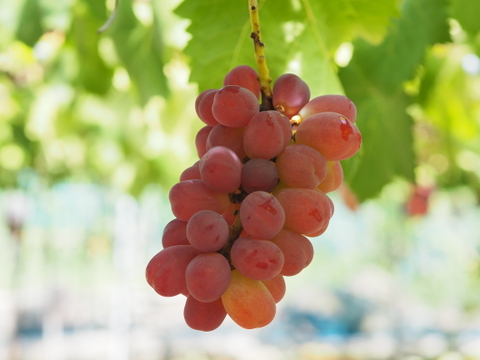 【ぶどうグランプリ2025🍇】入賞受賞商品★大粒で皮ごともOK！！バイオレットキング約1キロ　2～3房詰合せ