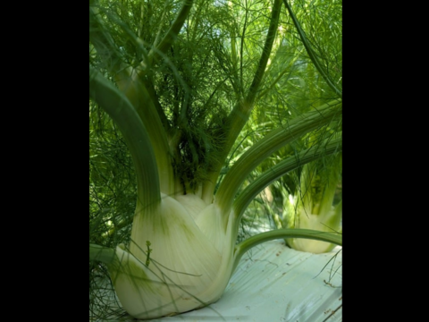 クセになる！フェンネル／5株入