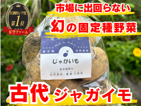 🥔肌が変わる“食べる美容液”🥔加熱しても壊れない古代じゃがいも☆古代種ブランド野菜【農薬不使用】【化学肥料不使用】【品種改良なしの固定種】お試し約1㎏🥔6月中旬予約🥔