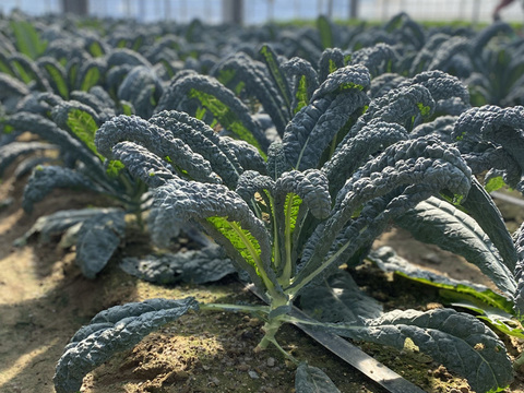 【機能性表示食品セット】高めの血圧が気になる方へ。ぼやけ、かすみが気になる方へ。旬搾り青汁GABAケール、ソフトケールGABA、カーボロネロルテイン「健康に気をつけて元気でいてね！」【母の日ギフト！】