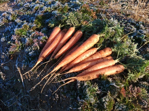 《とりあえず生で！》彩誉ニンジン 1.5kg　（規格外）