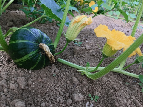 北海道産 コロンと可愛い 坊ちゃんかぼちゃ 約12kg 24 36個入り 北海道産 食べチョク 農家 漁師の産直ネット通販 旬の食材を生産者直送