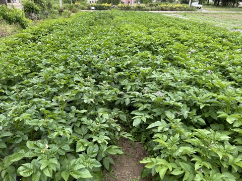 初収穫 寄居発 華麗じゃが芋 5kg しっとり品種