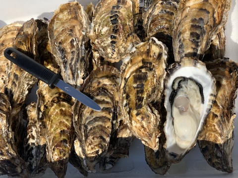 1月6日から順次発送❗️サロマ湖産✨殻付き牡蠣❗️大サイズ‼️3キロ（2〜4人分）牡蠣ナイフ、剥き方パンフレット付き❗️