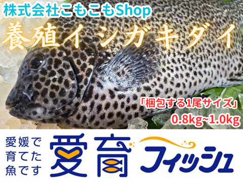 【コリコリ食感抜群！】朝どれ鮮魚『希少な養殖イシガキダイ1尾入』神経締め付