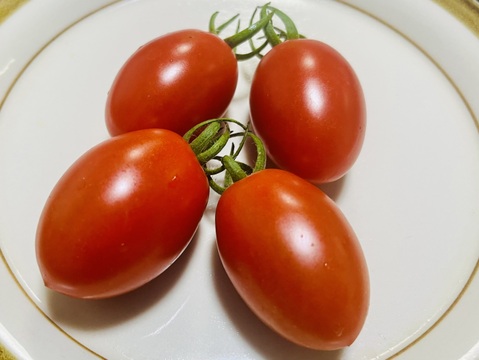 【業務用に最適！】露地栽培のミニトマト『アイコ』2.4㎏(800g×3袋)