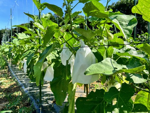 【秋を味わう】人気のなす3種の食べ比ベ【朝採れ】