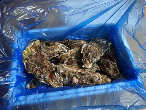 Lサイズ13個入り　生食用　東北有数生牡蠣の名産地　南三陸産　真牡蠣13個