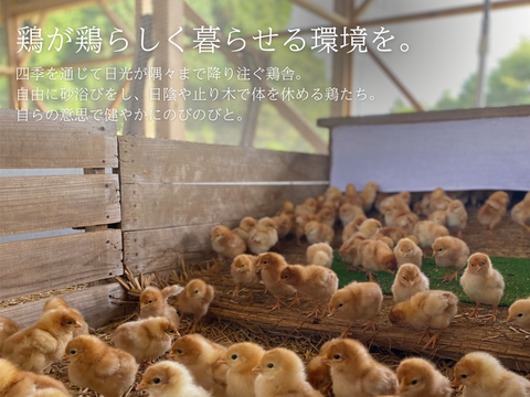 【平飼い 有精卵】自然養鶏「子持生命卵 kinari」10個入パック×２