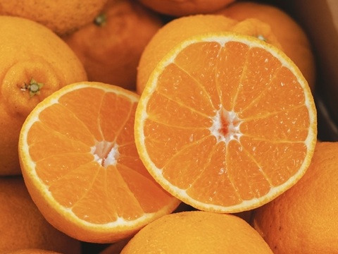 【樹上完熟】不知火（デコ）8kg『甘みと程よい酸味のバランスが絶妙』【家庭用 】