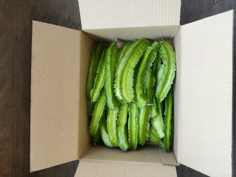 幻のアジア野菜！【今が旬！有機四角豆、たっぷり500g】ポリポリの食感が魅力！苦味、エグ味全くない筋取りいらずの大鞘豆です！栄養たっぷり〜❣毎日食べても飽きません！