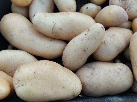 🥔煮崩れしにくい！なめらか食感のメークインMサイズ約3kg｜煮物やカレーに｜農薬・化成肥料不使用🥔
