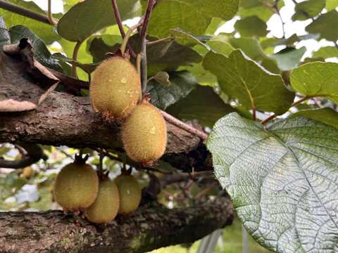 国東半島の地下水で育った栄養満点のキウイを直接お届け！『国東産キウイ』2.5kg　ヘイワード（16〜30個）