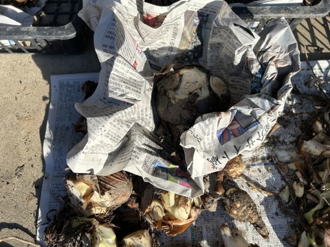 ホクホク！八つ頭(里芋の親芋、小芋)お正月のご馳走にも！(ご家庭用2Kg)