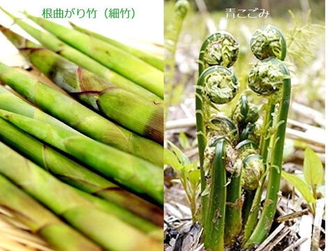 予約受付中 山菜細竹（根曲がり竹）休耕地栽培 1ｋｇ+天然山菜 青こごみ500ｇのセット 天ぷらや和え等で春の味覚を‼